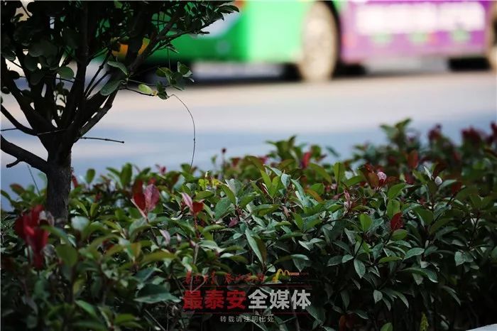 最新花灌木引领园艺新风潮