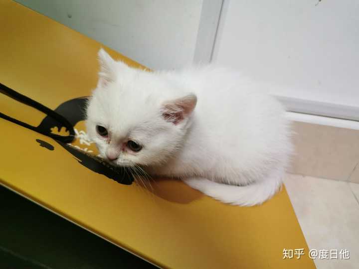 猫咪网最新网址获取与详细探索步骤指南